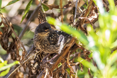 Juvenile Spotted Towhee