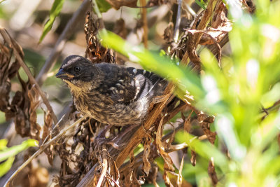 Juvenile Spotted Towhee