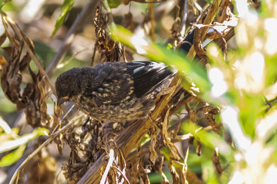 Juvenile Spotted Towhee