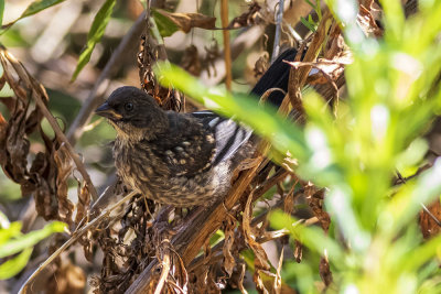 Juvenile Spotted Towhee