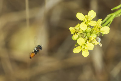 Hover Fly Species ?