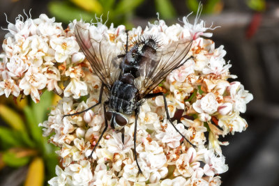 Muscid Fly  (Helina sp. )