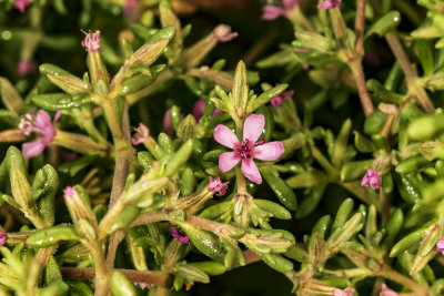 Alkali Heath (Frankenia grandiflora)