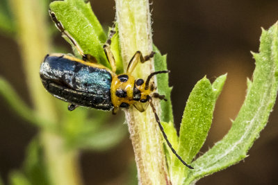 Skeletonizing Leaf Beetle (Trirhabda sps)