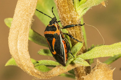Predatory Stink Bug (Perillus splendidus)