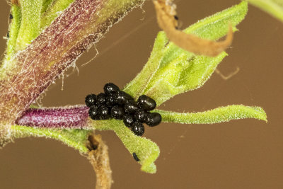 Predatory Stink Bug (Perillus splendidus)