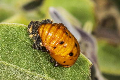 Asian Lady Beetle (Cycloneda sanguinea)