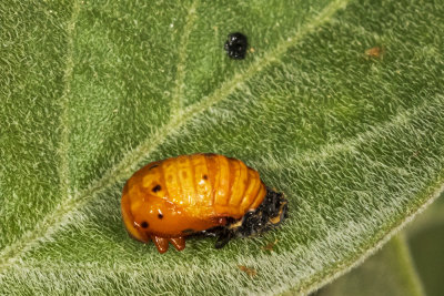 Asian Lady Beetle (Cycloneda sanguinea)