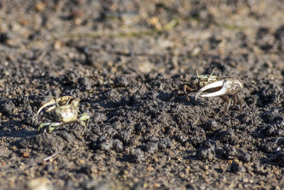 Fiddler Crabs (Unca crenulata)