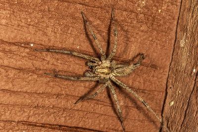 Funnel Web Spider (Agelenopsis spp)