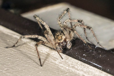 Funnel Web Spider (Agelenopsis spp)