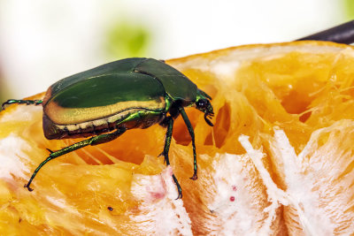 Green Fruit Beetle (Cotinis mutabilis)