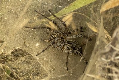 Funnel Weaver Spiders (Grass Spiders)
