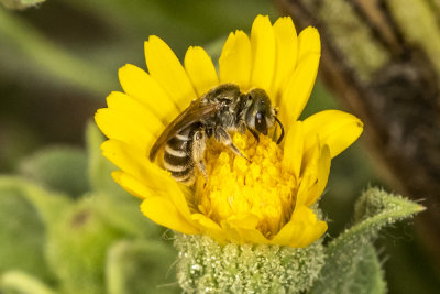 Mining Bee (Andrena sp. )