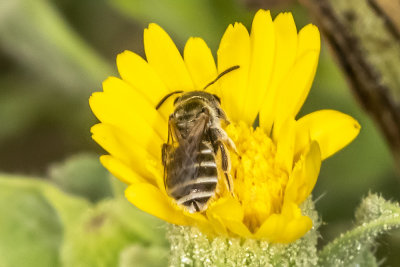 Mining Bee (Andrena sp. )