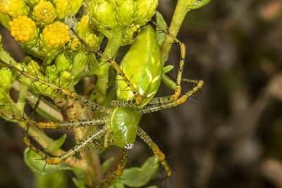 Green Lynx Spider (Peucetia viridans)