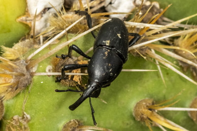 Prickly Pear Weevil (Cacophagus spinolae)