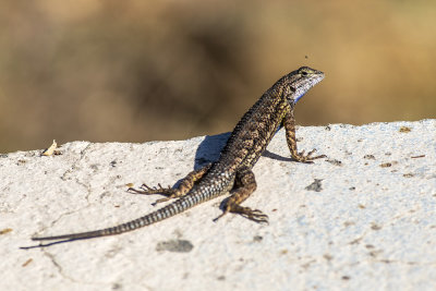 Western Fence Lizard