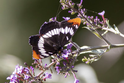 Lorquin's Admiral (Limenitis lorquini)