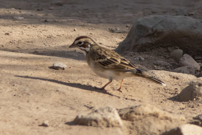 American Lark Sparrow