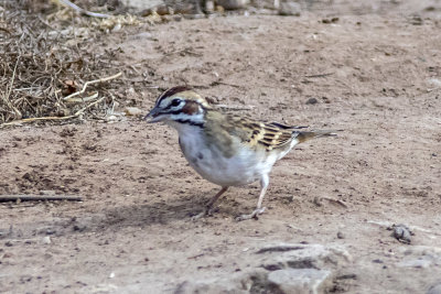 American Lark Sparrow