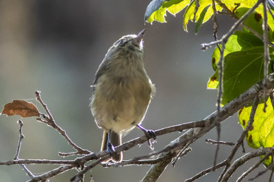 Ruby-crowned Kinglet