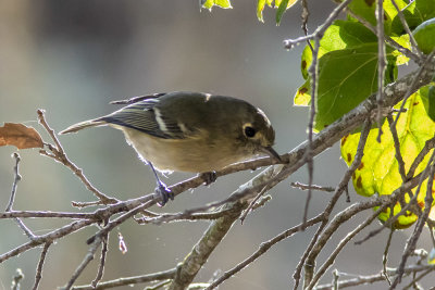 Ruby-crowned Kinglet