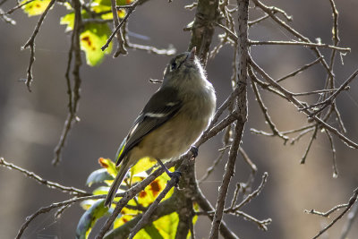 Ruby-crowned Kinglet