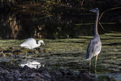 Great Blue Heron and Snowy Egret