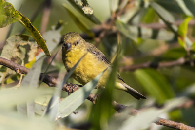 Lesser Goldfinch