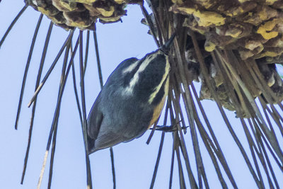 Red-breasted  Nuthatch