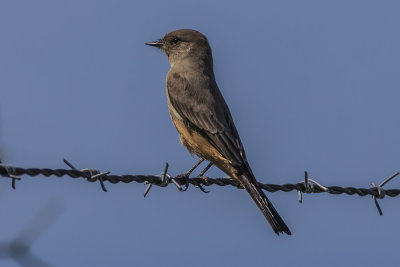 Say's Phoebe