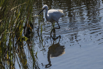 Snowy Egret