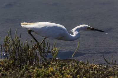 Snowy Egret