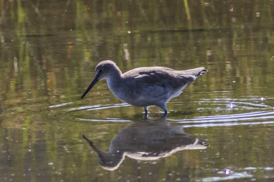 Willet