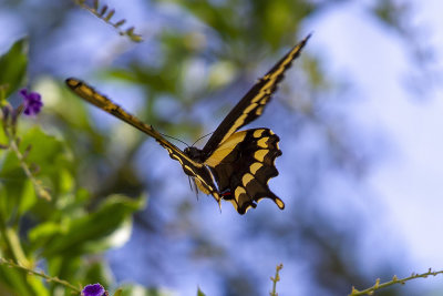 Giant Swallowtail (Papilio cresphontes)