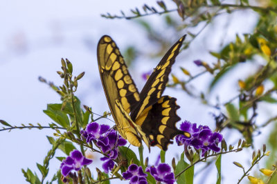 Giant Swallowtail (Papilio cresphontes)