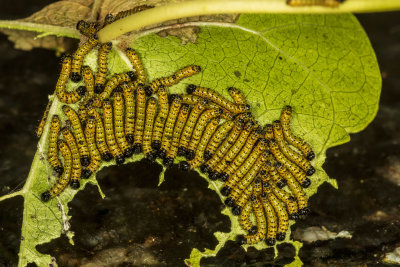 Red-humped Caterpillar (Schizura concinna )