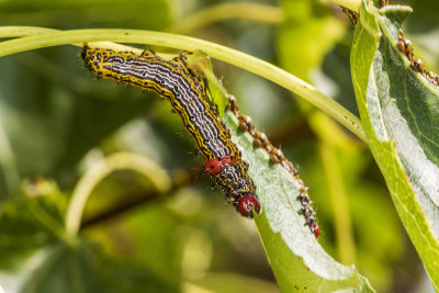 Red-humped Caterpillar (Schizura concinna )