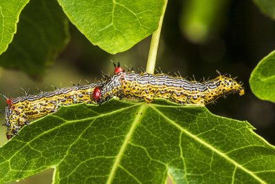 Red-humped Caterpillar (Schizura concinna )