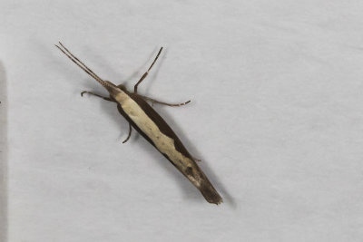 Diamondback Moth (Plutella xylostella)
