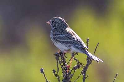 Vesper Sparrow