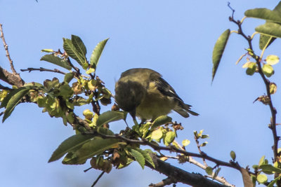 Lesser Goldfinch