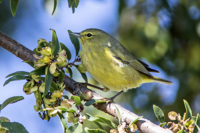 Orange-crowned Warbler