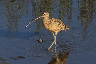 Long-billed Curlew