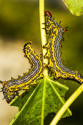 Red-humped Caterpillar (Schizura concinna )