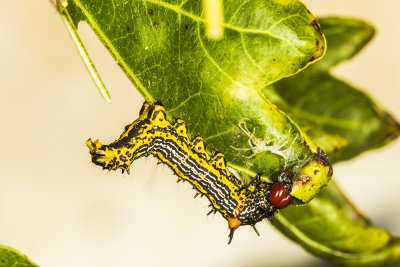Red-humped Caterpillar (Schizura concinna )