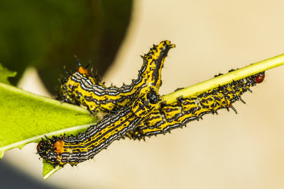 Red-humped Caterpillar (Schizura concinna )