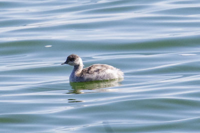 Red-necked Grebe