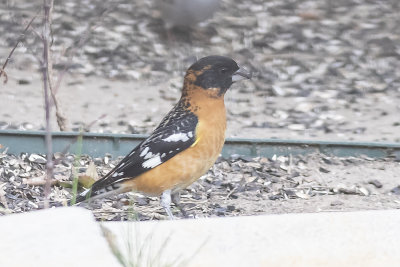 Black-headed Grossbeak